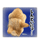 個性豊かな8猫家族 vol.2（個別スタンプ：31）