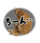 個性豊かな8猫家族 vol.2（個別スタンプ：32）