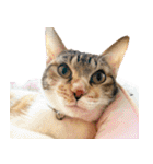 個性豊かな8猫家族 vol.2（個別スタンプ：33）