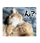 個性豊かな8猫家族 vol.2（個別スタンプ：34）
