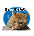 個性豊かな8猫家族 vol.2（個別スタンプ：35）