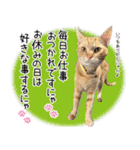 個性豊かな8猫家族 vol.2（個別スタンプ：36）