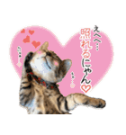 個性豊かな8猫家族 vol.2（個別スタンプ：37）