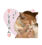 個性豊かな8猫家族 vol.2（個別スタンプ：39）
