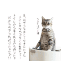 個性豊かな8猫家族 vol.2（個別スタンプ：40）