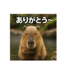 ほわほわなカピバラ（個別スタンプ：4）