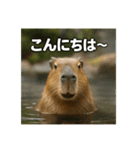 ほわほわなカピバラ（個別スタンプ：7）