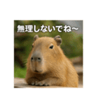 ほわほわなカピバラ（個別スタンプ：9）
