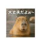 ほわほわなカピバラ（個別スタンプ：10）