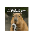ほわほわなカピバラ（個別スタンプ：11）
