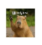 ほわほわなカピバラ（個別スタンプ：12）