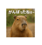 ほわほわなカピバラ（個別スタンプ：14）
