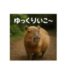 ほわほわなカピバラ（個別スタンプ：16）