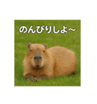 ほわほわなカピバラ（個別スタンプ：17）