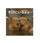 ほわほわなカピバラ（個別スタンプ：18）
