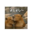 ほわほわなカピバラ（個別スタンプ：19）