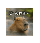 ほわほわなカピバラ（個別スタンプ：23）