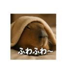 ほわほわなカピバラ（個別スタンプ：25）