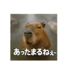 ほわほわなカピバラ（個別スタンプ：27）