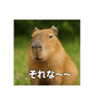 ほわほわなカピバラ（個別スタンプ：28）