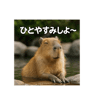 ほわほわなカピバラ（個別スタンプ：31）