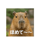 ほわほわなカピバラ（個別スタンプ：33）