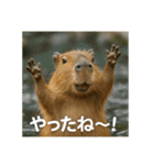 ほわほわなカピバラ（個別スタンプ：34）
