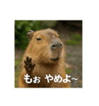ほわほわなカピバラ（個別スタンプ：35）