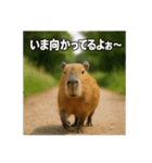 ほわほわなカピバラ（個別スタンプ：37）