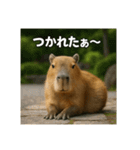 ほわほわなカピバラ（個別スタンプ：38）