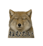 仕事終わりひとこと集チベットスナギツネ（個別スタンプ：5）