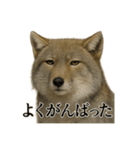 仕事終わりひとこと集チベットスナギツネ（個別スタンプ：6）