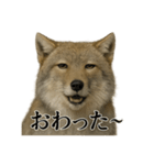 仕事終わりひとこと集チベットスナギツネ（個別スタンプ：7）