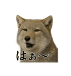 仕事終わりひとこと集チベットスナギツネ（個別スタンプ：10）