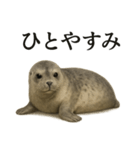 仕事終わりひとこと集〜アザラシ（個別スタンプ：15）