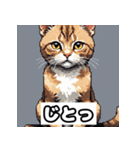 ごきげんニャんこ 40表情（個別スタンプ：21）
