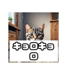 ごきげんニャんこ 40表情（個別スタンプ：34）
