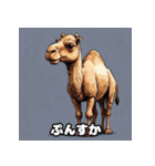 ラクダスタンプ1（個別スタンプ：6）