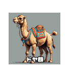 ラクダスタンプ1（個別スタンプ：14）