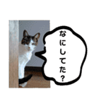 きらべるのスタンプ3（個別スタンプ：1）