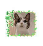 きらべるのスタンプ3（個別スタンプ：19）