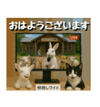 仲良し三匹、ニュースキャスター編（個別スタンプ：1）