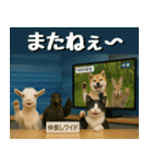 仲良し三匹、ニュースキャスター編（個別スタンプ：4）