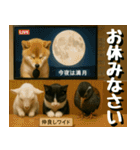 仲良し三匹、ニュースキャスター編（個別スタンプ：5）