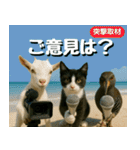 仲良し三匹、ニュースキャスター編（個別スタンプ：13）