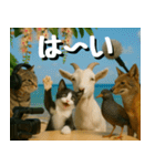 仲良し三匹、ニュースキャスター編（個別スタンプ：32）