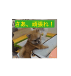 愛くるしい挨拶（個別スタンプ：2）