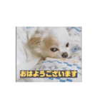 amazing！おちび達（個別スタンプ：1）