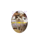 ウチの猫、空＆詩のスタンプです！（個別スタンプ：1）
