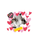 ウチの猫、空＆詩のスタンプです！（個別スタンプ：5）